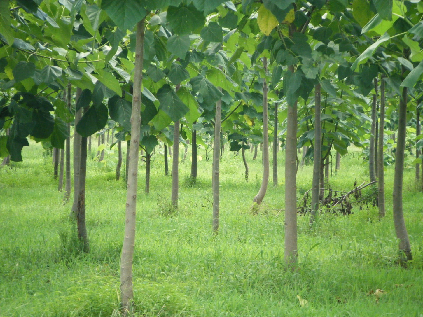 Forestry Carbon Developments (SPV - www.creativecarbon.com)