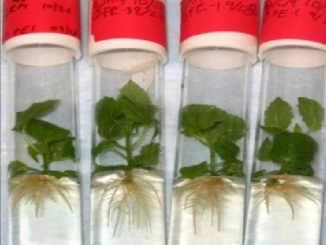 Research and Development - Carbon and Beyond